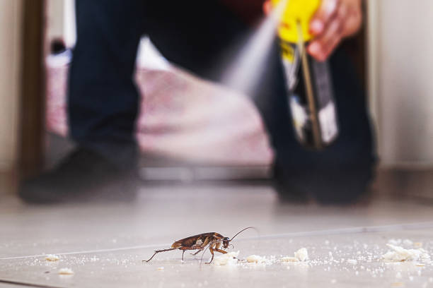 Best Insect Control  in Dwight, IL