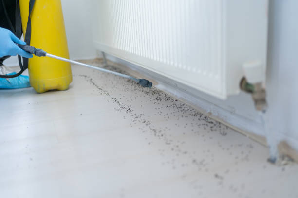 Best Pest Control for Homes  in Dwight, IL